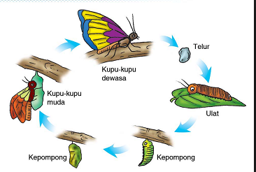 daur-hidup-kupu-kupu